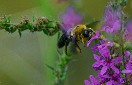 自然-昆虫-蜂-动物-花 图片素材