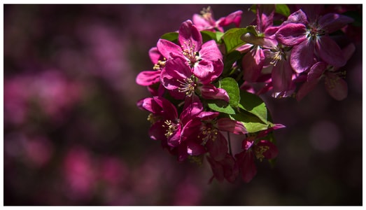 春天-海棠花开-梨花-粉红色-白色 图片素材