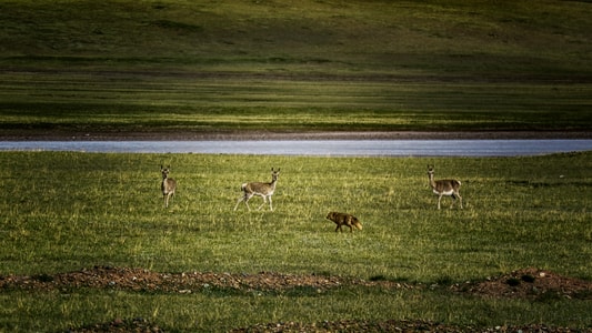 尼康风光摄影-自然风光-可可西里-草原河流-藏原羚 图片素材