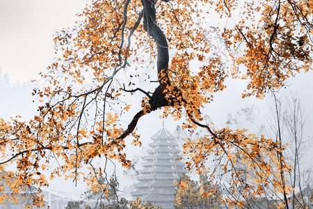 风光-自然-树木-树枝-树叶 图片素材