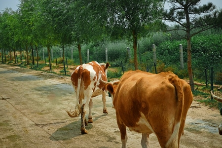 牛-动物-牛-奶牛-道路 图片素材