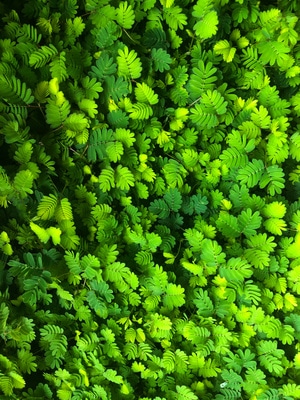 沈阳市-随手拍-植物-草-草丛 图片素材