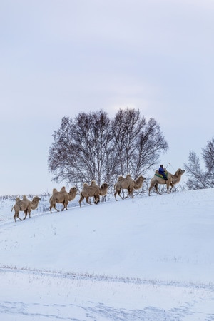 原创-雪原-骆驼-风景-雪地 图片素材
