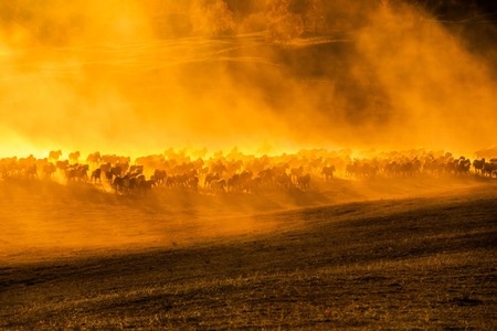 原创-风光-马-日出-日落 图片素材