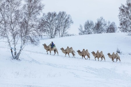 原创-雪原-骆驼-风景-动物 图片素材