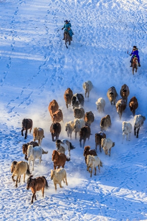 原创-风光-雪原-奔马-动物 图片素材