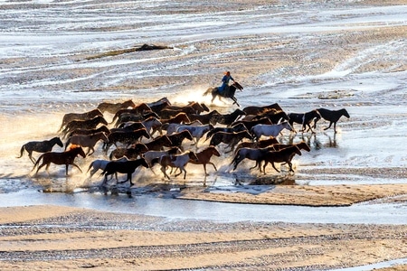 原创-风光-滩涂-奔马-狗拉雪橇 图片素材