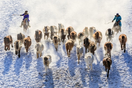 原创-风光-雪原-奔马-牧马人 图片素材