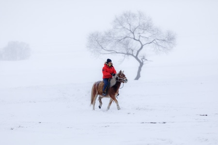 原创-风光-风雪-骑行-狗拉雪橇 图片素材