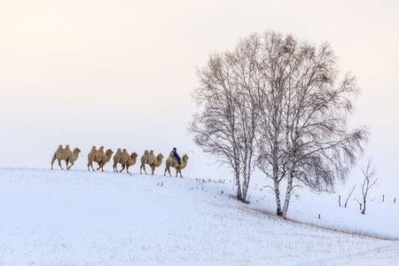 原创-风光-雪原-骆驼-风景 图片素材