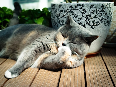 电脑传图-宠物-猫-猫-宠物 图片素材