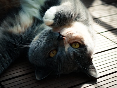 电脑传图-宠物-猫-猫-宠物 图片素材
