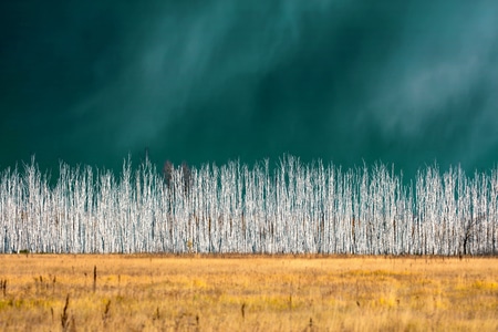 白桦-旅途-自然-风光-自然风光 图片素材