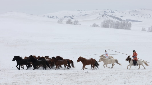 雪原-坝上-马-马匹-马群 图片素材