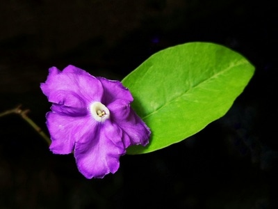 微距-植物-花草-花朵-花 图片素材