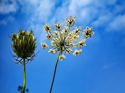 手机摄影-植物-花草-蓝天-风景 图片素材