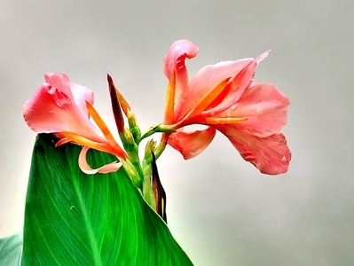花草-手机摄影-花-植物-花卉 图片素材