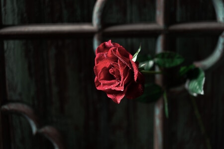 红玫瑰-静物-饰品-衣物-红玫瑰 图片素材