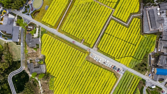 油菜花-乡村-田野-风景-风光 图片素材