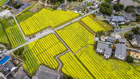 油菜花-乡村-田野-风景-风光 图片素材