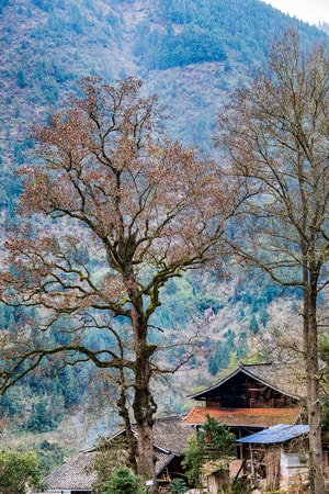 贵州-黔东南-村寨-古树-风景 图片素材