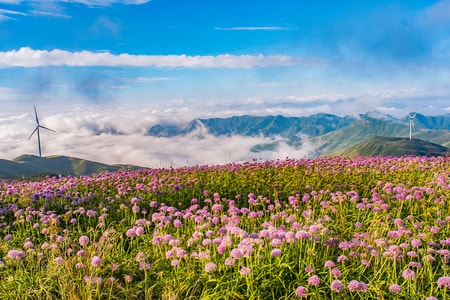 贵州-毕节-赫章-韭菜坪-韭菜花 图片素材