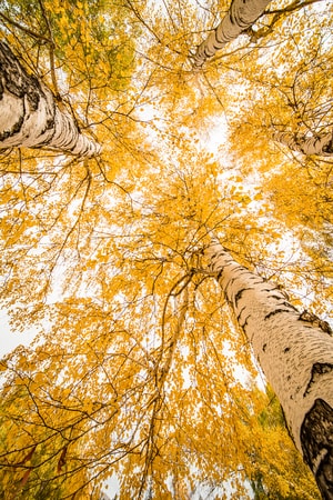 秋-白桦树-向上-黄色-白桦树 图片素材