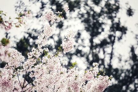 樱花-盛开-花-花朵-樱花 图片素材