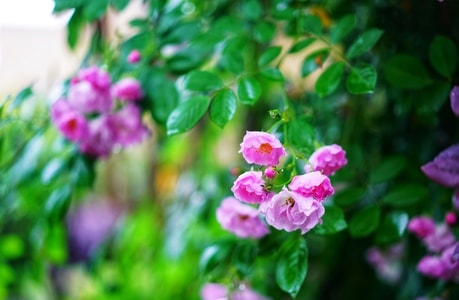 花-玫瑰-蔷薇-植物-花 图片素材