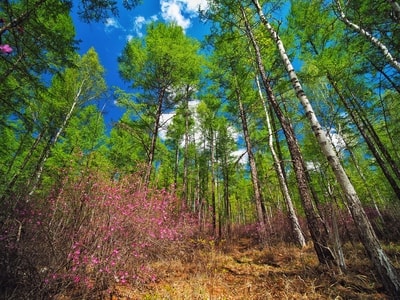 风光-大兴安岭-根河-打卡-树林 图片素材