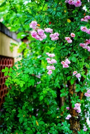 花-玫瑰-蔷薇-植物-花 图片素材