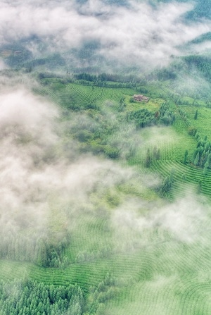 航拍-上帝视角-茶山-云雾-自然 图片素材