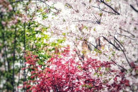 樱花-盛开-花-花朵-樱花 图片素材