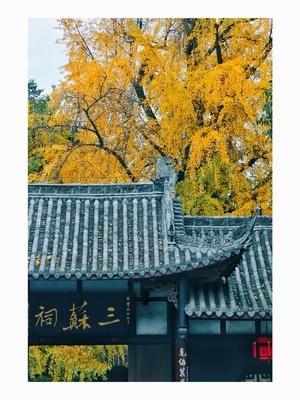 三苏祠-银杏-黄了-三苏祠-银杏 图片素材