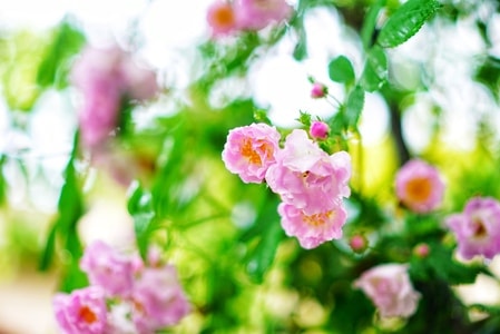 花-玫瑰-蔷薇-花-植物 图片素材