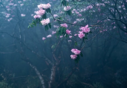 瓦屋山-杜鹃花-高海拔-航拍-盛开 图片素材
