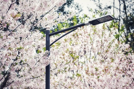 樱花-盛开-花-花朵-樱花 图片素材