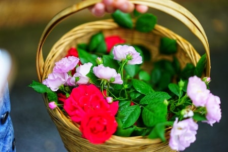 花-玫瑰-蔷薇-篮子-花 图片素材