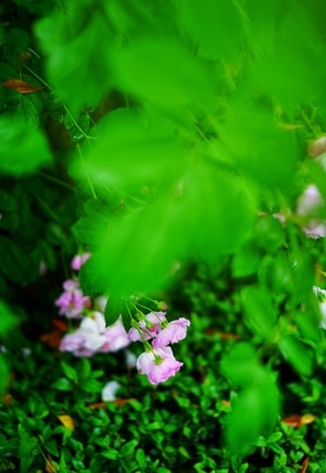花-玫瑰-蔷薇-植物-花 图片素材