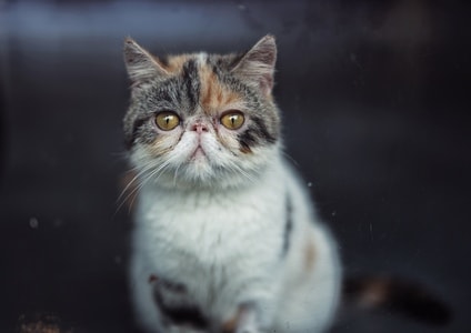 猫-动物-猫-波斯猫-猫 图片素材