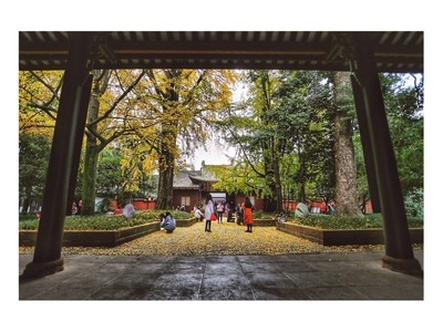 三苏祠-银杏-黄了-银杏-银杏树 图片素材