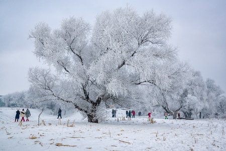 你好2020-冰-雪-雾凇-迎春节 图片素材