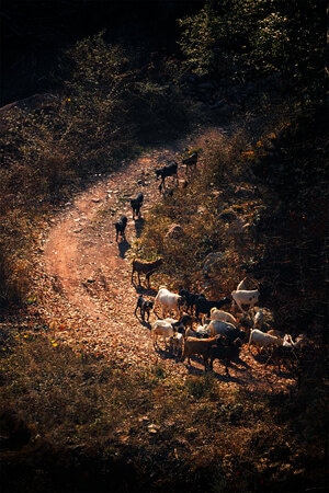 人像-人文-风景-动物-羊 图片素材