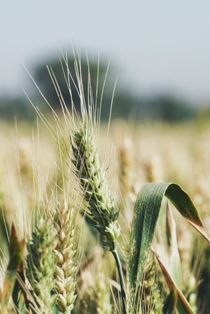 摄影-静物-静物摄影-农作物-食物 图片素材