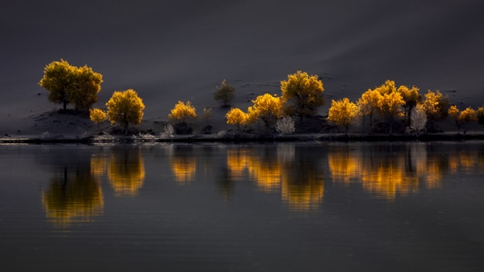 湖泊-胡杨-沙漠-自然风光-生态 图片素材
