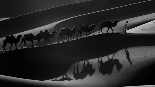 沙漠-风景-骆驼-动物-驼群 图片素材