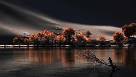 湖泊-胡杨-沙漠-自然风光-生态 图片素材