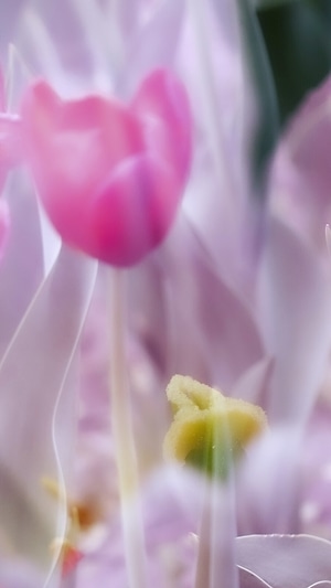 春天-植物-郁金香-郁金香-花 图片素材