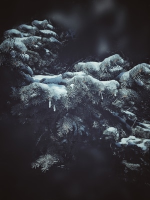 松树-消融的冰雪-岩石-树-树叶 图片素材