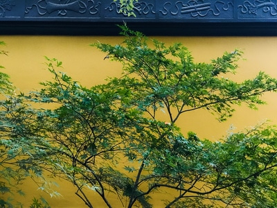 光影·色彩-颜色-光影-植物-书 图片素材